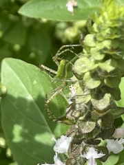 Peucetia viridans