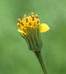 Bidens leptocephala