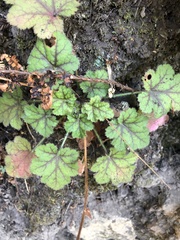 Heuchera