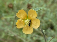 Abutilon fruticosum
