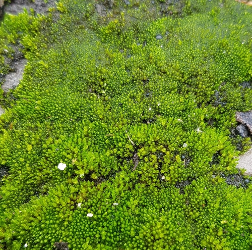 Image of Bryum dichotomum by (c) Helen Waterman, some rights reserved (CC BY)