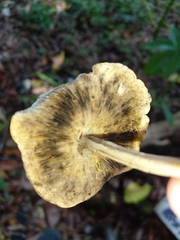 Mycena overholtsii