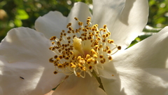 Rosa sempervirens