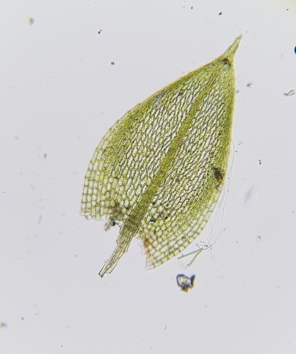 Image of Bicoloured Bryum (Bryum dichotomum) by (c) Helen Waterman, some rights reserved (CC BY)