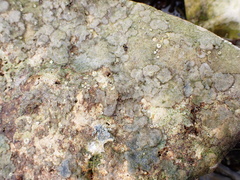 Cryptosula pallasiana