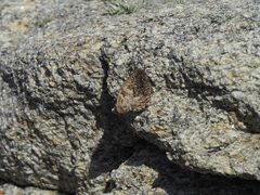 Satyrinae