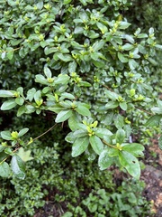 Rhododendron