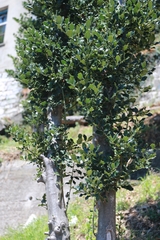 Ilex aquifolium