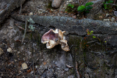 Amanita rubescens