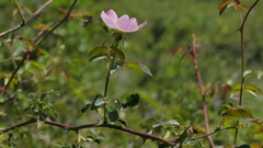 Rosa pouzinii