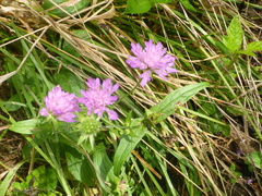 Knautia