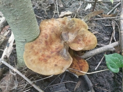 Boletinellus merulioides