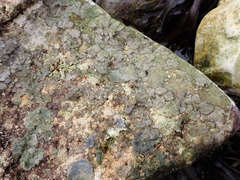 Cryptosula pallasiana