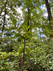 Rhododendron