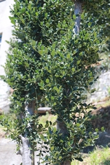 Ilex aquifolium