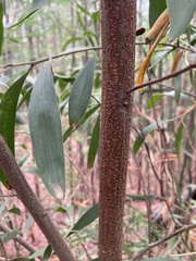 Acacia longifolia