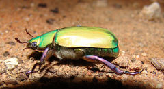 Chrysina beyeri