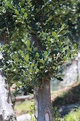 Ilex aquifolium