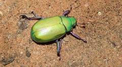 Chrysina beyeri
