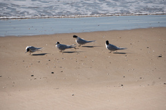 Sterna striata striata