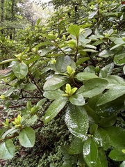 Rhododendron