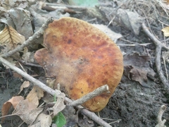 Boletinellus merulioides