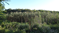 Phragmites australis altissimus