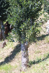 Ilex aquifolium