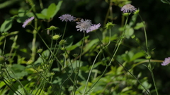 Sixalix atropurpurea