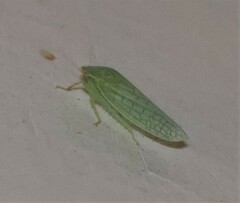 Gyponana