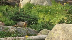 Marmota flaviventris