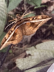 Hemeroblemma opigena