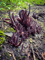Alloclavaria purpurea