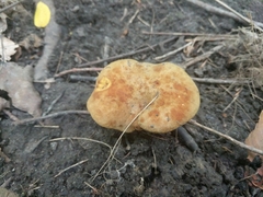 Boletinellus merulioides