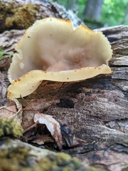 Peziza