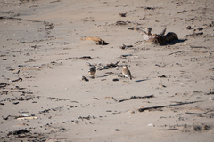 Charadrius obscurus aquilonius