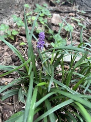 Liriope