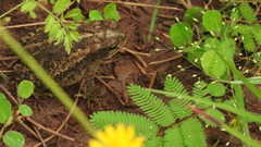 Incilius mazatlanensis