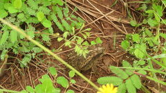 Incilius mazatlanensis