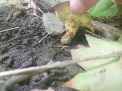 Boletinellus merulioides