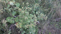 Arctium lappa