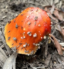 Amanita parcivolvata