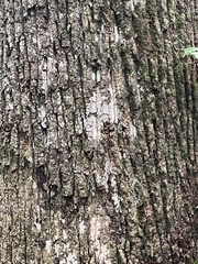 Liriodendron × sinoamericanum