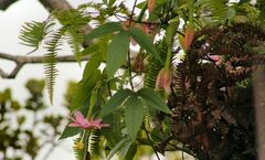 Passiflora tarminiana