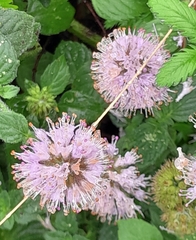Mentha aquatica