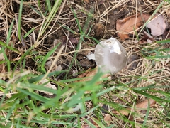 Amanita vaginata