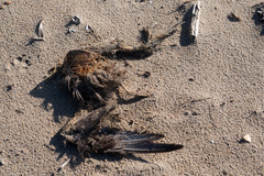 Procellariidae