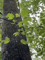 Liriodendron × sinoamericanum