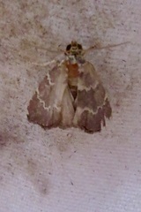 Phoenicophanta modestula