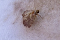 Phoenicophanta modestula
